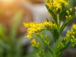 Close up of Solidago canadensis flower. photo