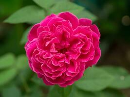 Dark pink rose in the garden. photo