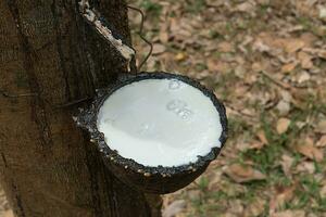 Rubber Latex of rubber trees. photo