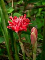 Red flower of etlingera elatior photo