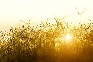 Flower grass with sunlight. photo