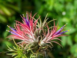 tillandsia flower air plant. photo