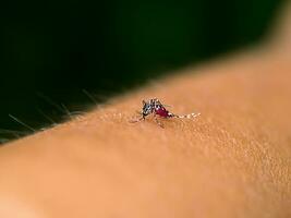 Close-up of a mosquito sucking blood. photo