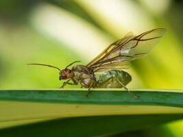 Close up macro of giant ant with wing on the leave. photo