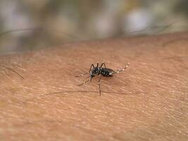 Close-up of a mosquito sucking blood. photo