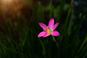 Pink of rain lily flower in the dark. photo