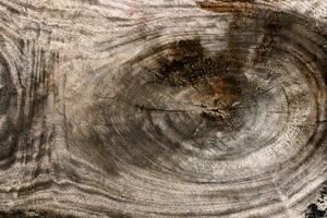 Old wood surface background. photo