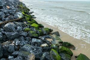 verde algas en rocas a el playa. foto