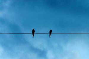 Silhouettes of minimal bird on power lines. photo