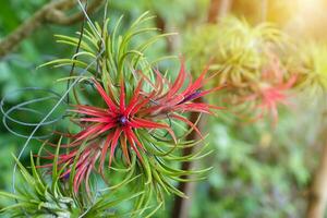 tillandsia aire planta en el naturaleza. foto