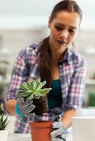 woman replanting houseplant in the kitchen. Holding succulent flower on camera planting in ceramic pot using shovel, gloves, fertil soil and flowers for house decoration. photo