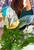Cheerful woman taking care of the flowers at home in cozy kitchen. Using fertil soil with shovel into pot, white ceramic flowerpot and plants prepared for replanting for house decoration caring them photo