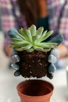 Woman holding succulent plant sitting on the table in kitchen. Woman replanting flowers in ceramic pot using shovel, gloves, fertil soil and flowers for house decoration. photo