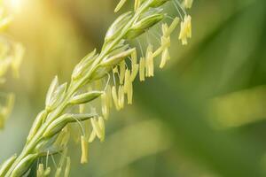 Close up of corn flowers in field. photo