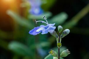 Close up of Vitex trifolia Linn or Indian Privet plant. photo