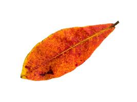 Close up orange leaf of Sea almond tree on white background. photo