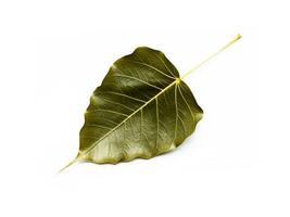 Gold Bodhi leaves on white background. photo