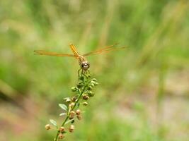 naranja libélula se sienta en un flor césped. foto