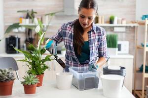 Using feritle soil for decorative flowers in home kitchen.. Plants ing, lifestyle, design, botanica, dirt, domestic, growh, leaf, hobby, seeding, care, happy, green, natural, photo