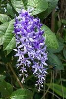 Violet flower of Petrea Flowers on tree. photo