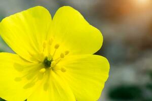 Yellow flowers of Tribulus terrestris plant. photo