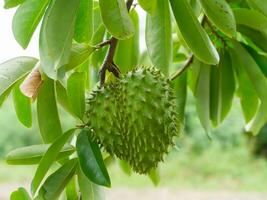 Soursop tree or Prickly Custard Apple. photo