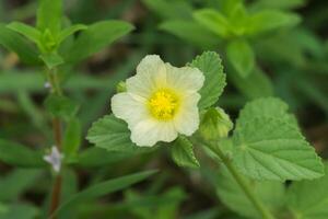 Paddy's lucerne flower in the garden. photo