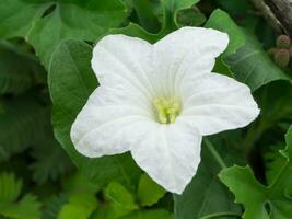 White ivy flower. photo