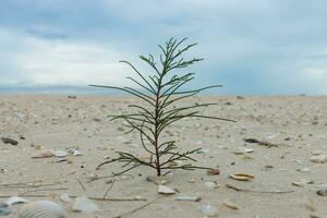 Small pine on the sand with sky and cloud. photo