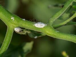 Ants and white aphids on the tomato branch. photo