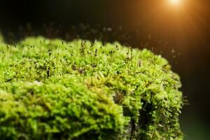 Green moss in the forest. photo