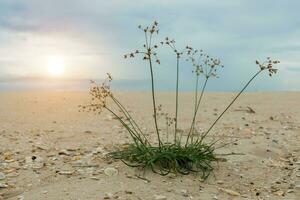 The grass on the sand photo