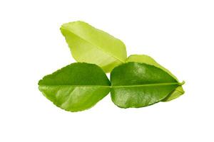 Fresh Kaffir lime leave on White background. photo