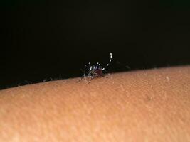 Close-up of a mosquito sucking blood. photo