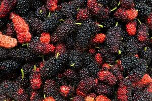 Black and red mulberry background. photo