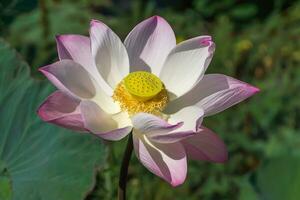 Pink and white  lotus flower blooming in the nature. photo