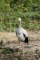 Open-billed stork, Asian openbill on the ground. photo