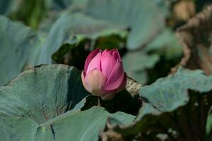 rosado loto flor floreciente en el naturaleza. foto