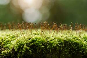 Green moss in the forest. photo