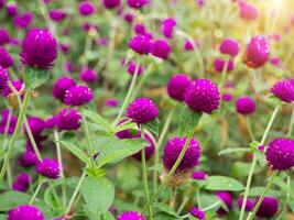 globe amaranth Flower photo