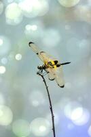 dragonfly sits on a branch. photo