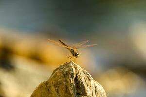 Close up a dragonfly on the rock. photo