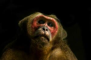 cerca arriba de cola de muñón macaco. foto