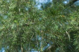 Water droplets on pine needles in the rainy season. photo