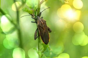 Lesser Rice Bug. photo