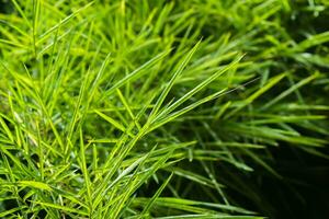 Green bamboo leaves. photo