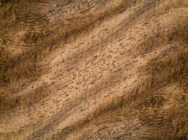 Brown wood background. photo