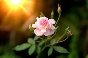 The pink fairy rose flower. photo