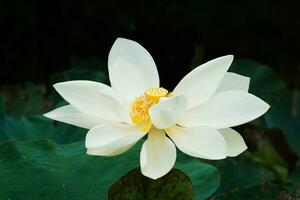 Beautiful lotus flower in the nature. photo