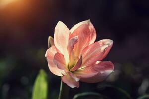 Orange Amaryllis flower in the vintage style. photo